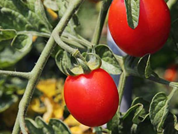 How to Grow tomatoes in a greenhouse