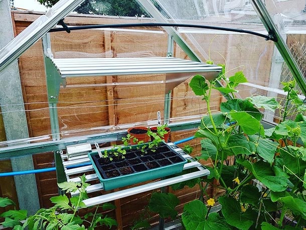 STARTING FROM SEED IN A GREENHOUSE